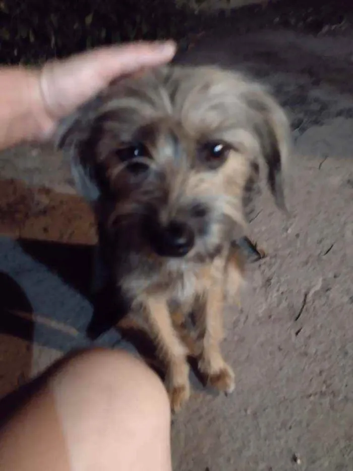 Cachorro ra a Mestiça Yorkshire p idade 7 a 11 meses nome LIVY