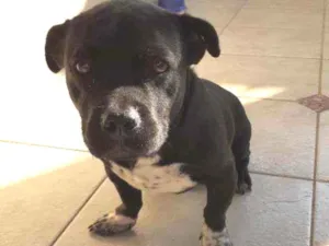 Cachorro raça shitzu c/ pitbull idade 1 ano nome tomas