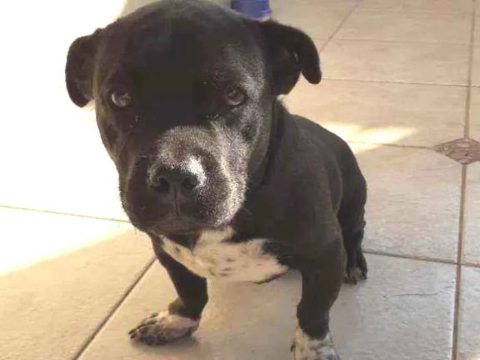 Cachorro ra a shitzu c/ pitbull idade 1 ano nome tomas