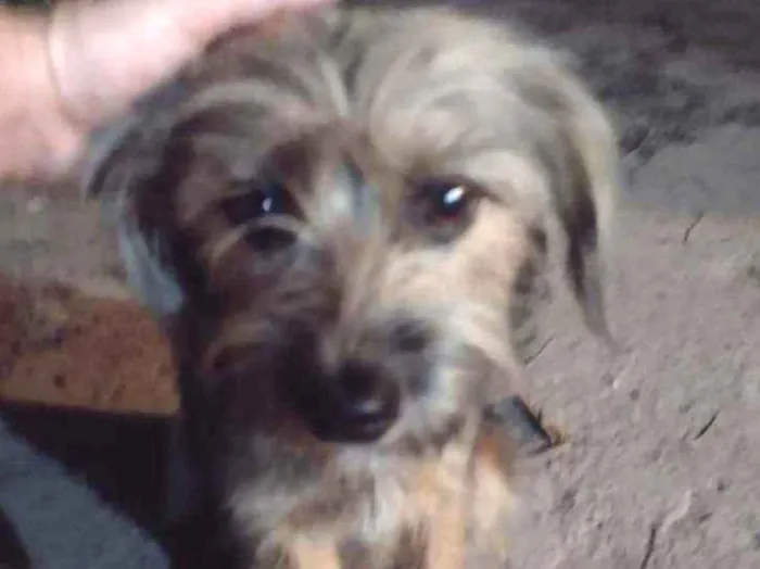 Cachorro ra a Mestiça Yorkshire p idade 7 a 11 meses nome LIVY