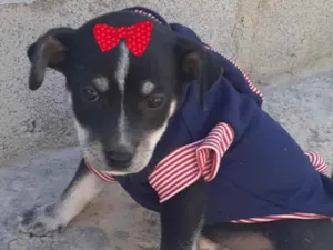 Cachorro raça Mestiça  idade 2 a 6 meses nome Nicole 