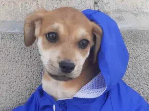 Cachorro raça Mestiço  idade 2 a 6 meses nome Marley 