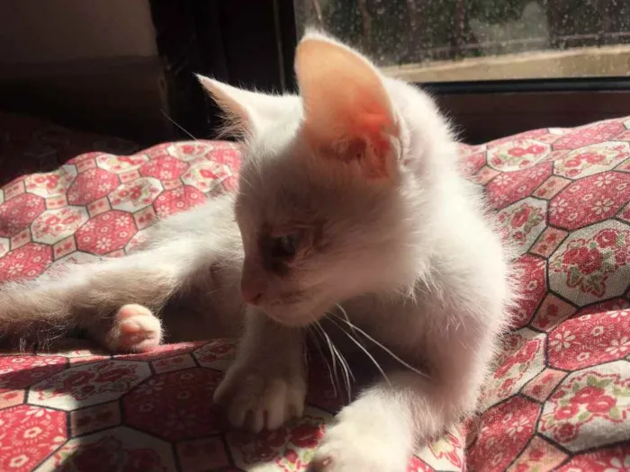 Gato raça Srd idade 2 a 6 meses nome Piratinhs