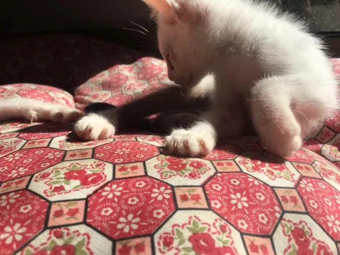 Gato raça Srd idade 2 a 6 meses nome Piratinhs