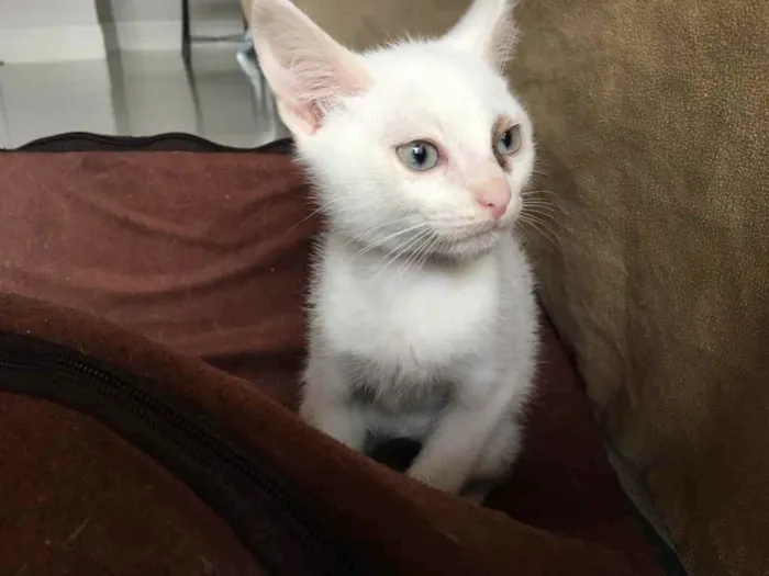 Gato raça Srd idade 2 a 6 meses nome Piratinhs