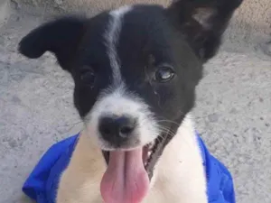 Cachorro raça Mestiço  idade 2 a 6 meses nome Bidu 