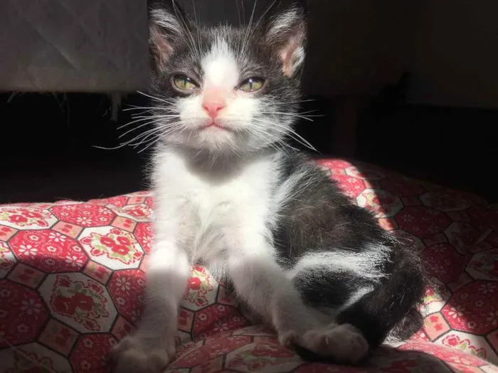 Gato raça Srd idade 2 a 6 meses nome Frajolinha