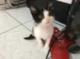Gato raça Srd idade 2 a 6 meses nome Frajolinha