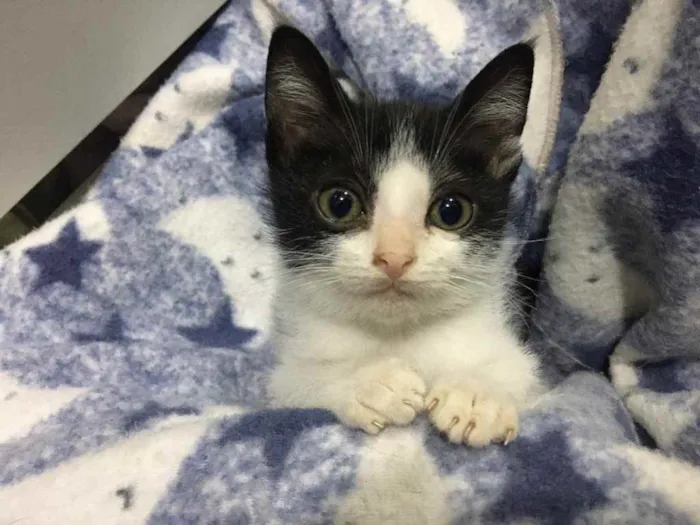 Gato raça Srd idade 2 a 6 meses nome Frajolinha