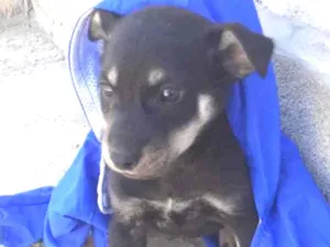 Cachorro raça Mestiço  idade 2 a 6 meses nome Max 