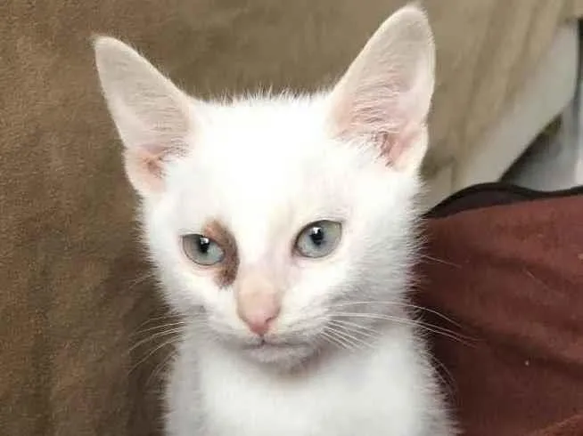 Gato raça Srd idade 2 a 6 meses nome Piratinhs