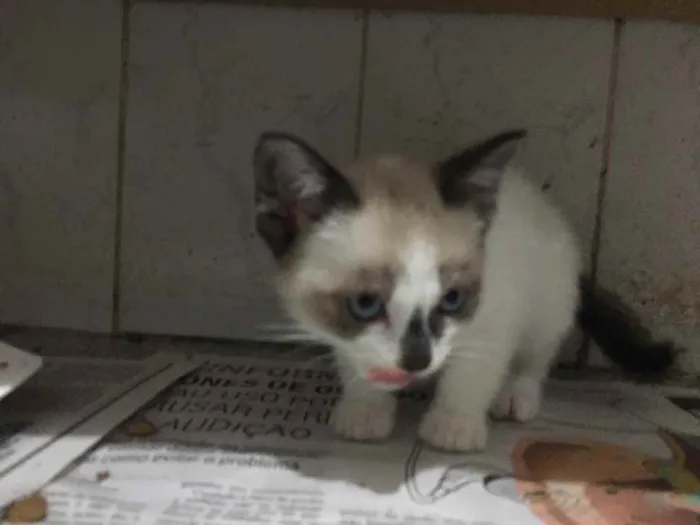 Gato raça Srd idade Abaixo de 2 meses nome Clarinha