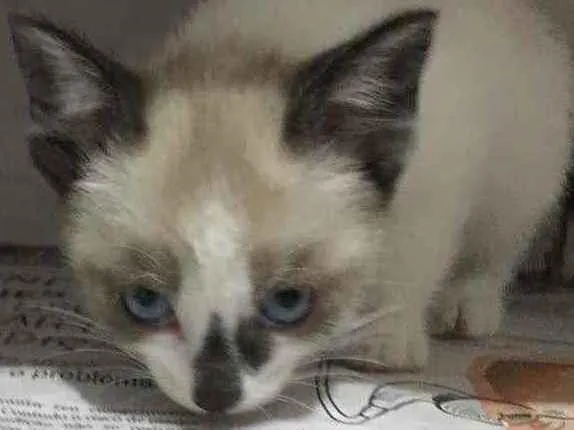 Gato raça Srd idade Abaixo de 2 meses nome Clarinha