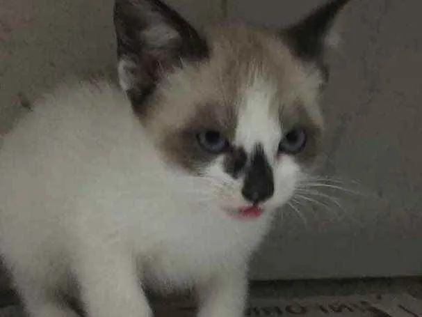 Gato raça Srd idade Abaixo de 2 meses nome Clarinha