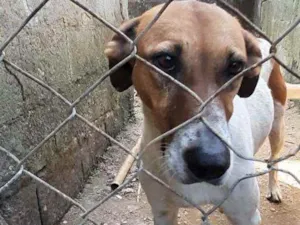 Cachorro raça Vira lata idade 3 anos nome Kika