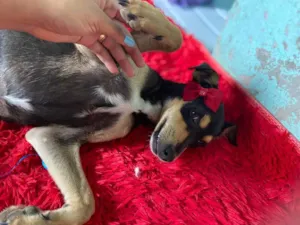 Cachorro raça Srd idade 2 a 6 meses nome Bia castrada