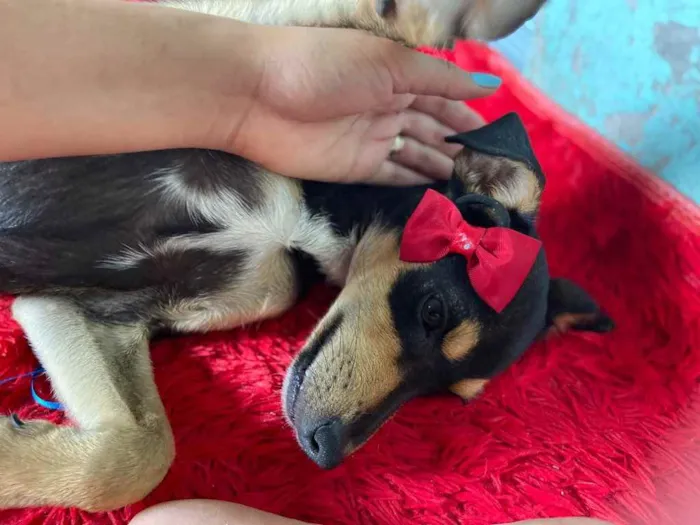 Cachorro raça Srd idade 2 a 6 meses nome Bia castrada