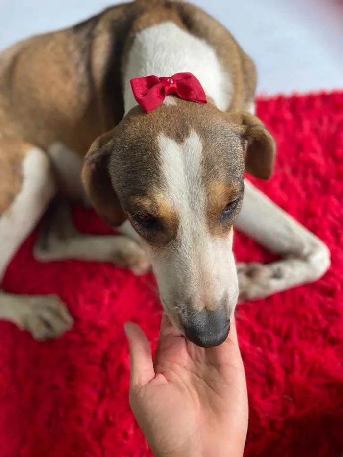 Cachorro raça Srd idade 3 anos nome Olga castrada