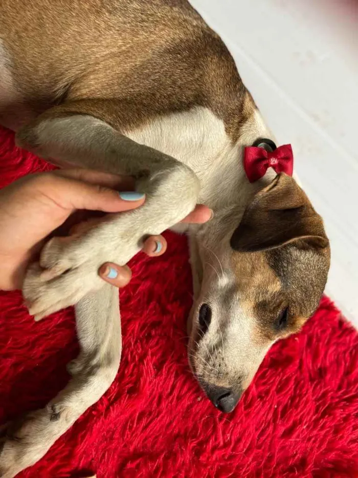 Cachorro raça Srd idade 3 anos nome Olga castrada