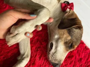 Cachorro raça Srd idade 3 anos nome Olga castrada