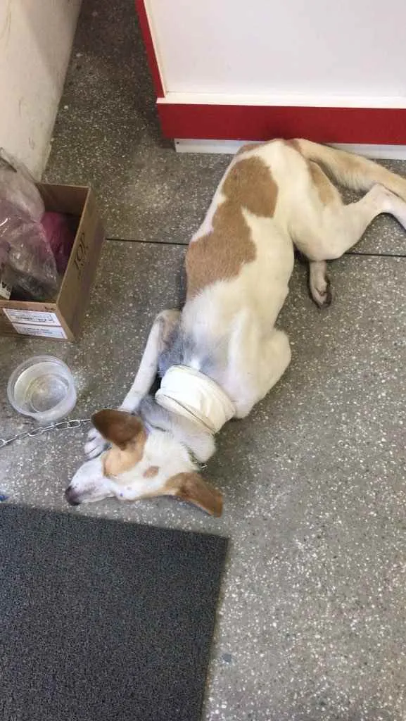 Cachorro raça Srd idade 3 anos nome Thor castrado