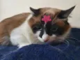 Brenda