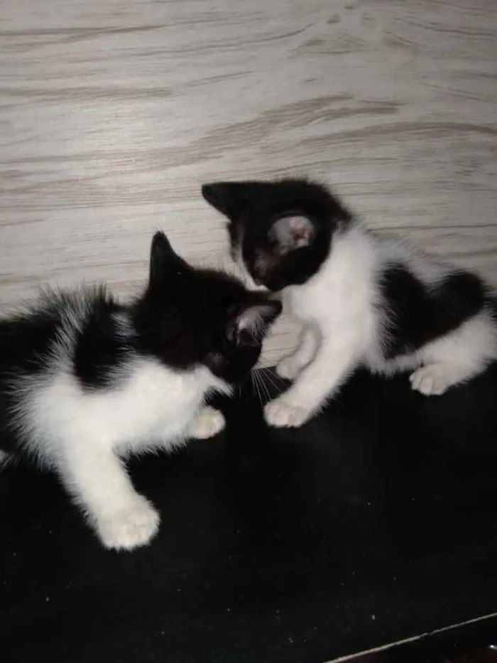 Gato raça Srd idade Abaixo de 2 meses nome Frajolas