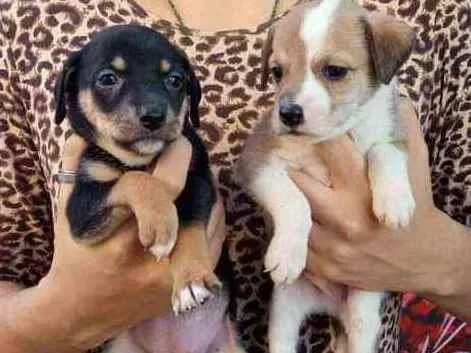 Cachorro ra a Não se sabe  idade Abaixo de 2 meses nome Sem nome