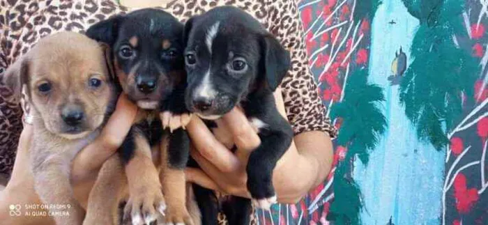 Cachorro ra a Não se sabe  idade Abaixo de 2 meses nome Sem nome