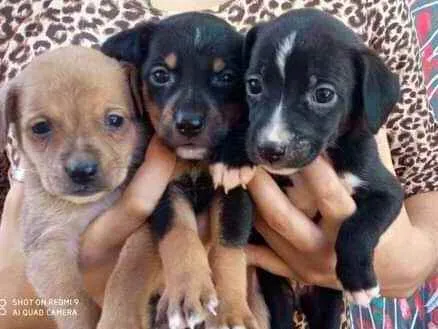 Cachorro ra a Não se sabe  idade Abaixo de 2 meses nome Sem nome