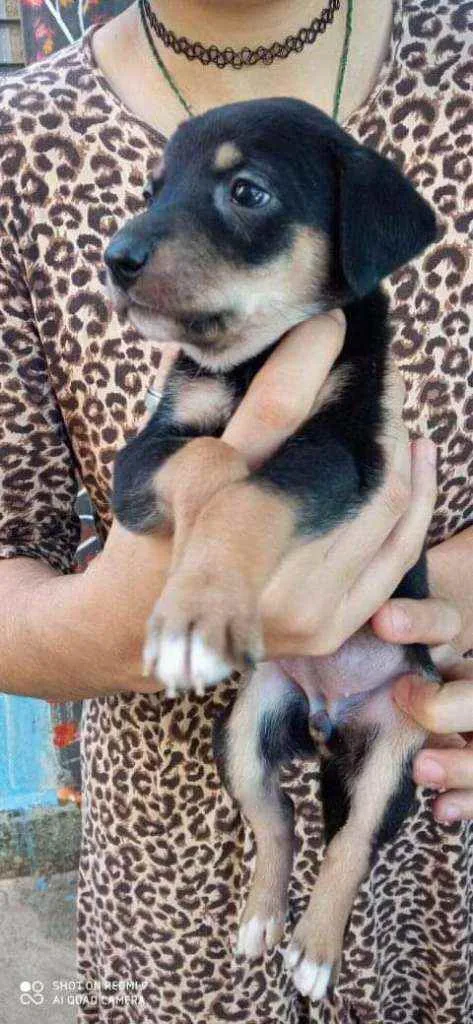 Cachorro ra a Não se sabe  idade Abaixo de 2 meses nome Sem nome