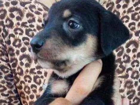 Cachorro ra a Não se sabe  idade Abaixo de 2 meses nome Sem nome