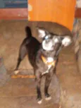 Bono