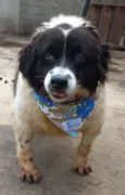 Pimenta