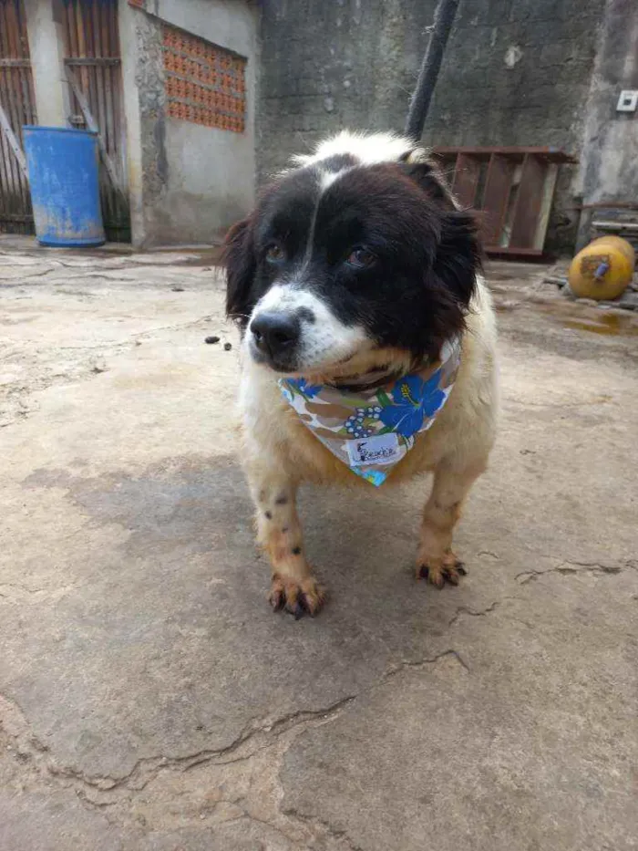 Cachorro ra a SRD idade 6 ou mais anos nome Pimenta