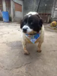Pimenta