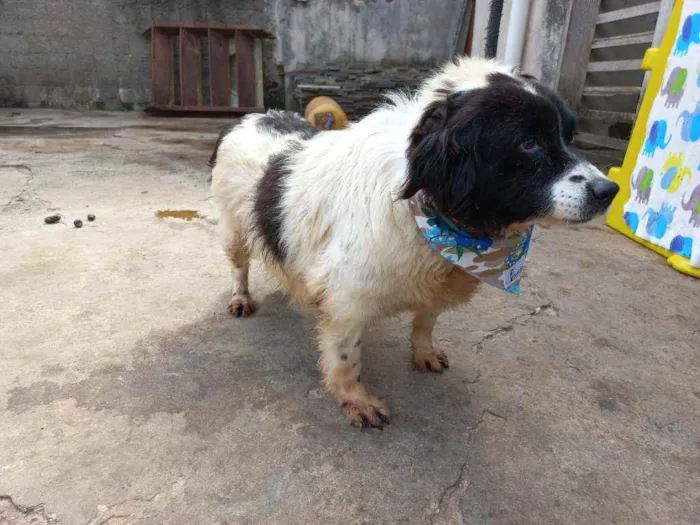 Cachorro ra a SRD idade 6 ou mais anos nome Pimenta