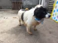 Pimenta