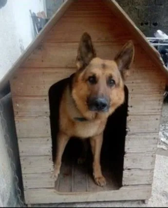 Cachorro ra a Pastor alemão  idade 6 ou mais anos nome Rin-tin-tin