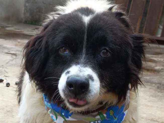 Cachorro ra a SRD idade 6 ou mais anos nome Pimenta