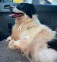 Pimenta
