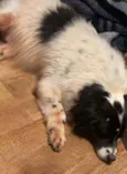 Pimenta