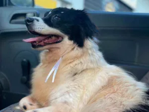 Cachorro raça SRD idade 6 ou mais anos nome Pimenta