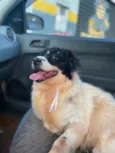 Pimenta
