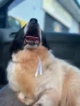 Pimenta