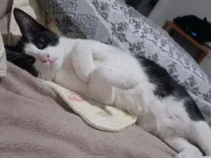 Gato raça  idade 7 a 11 meses nome Frajolinha