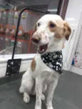 Cachorro raça Sem raca idade 2 anos nome Spike