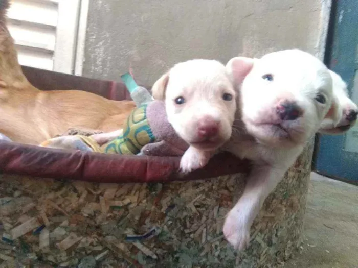 Cachorro ra a SRD idade Abaixo de 2 meses nome Lua