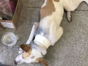 Cachorro raça Srd idade 3 anos nome Thor castrado
