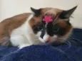 Brenda